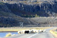 Schapen-2