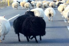 Schapen-7