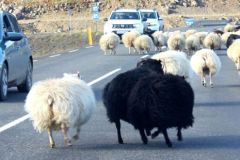 Schapen-8