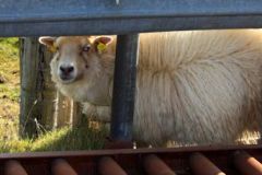 HuisjeMy-schapen-1