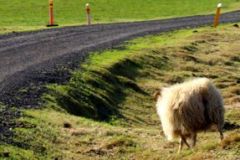 HuisjeMy-schapen
