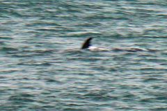 Walvis-3