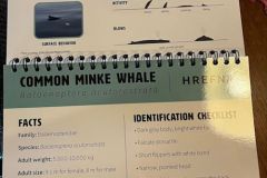 Walvis-4